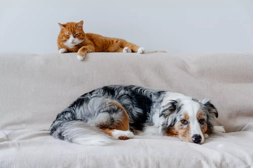 Orange cat on beige couch back, blue merle Australian Shepherd dog resting on the seat below.